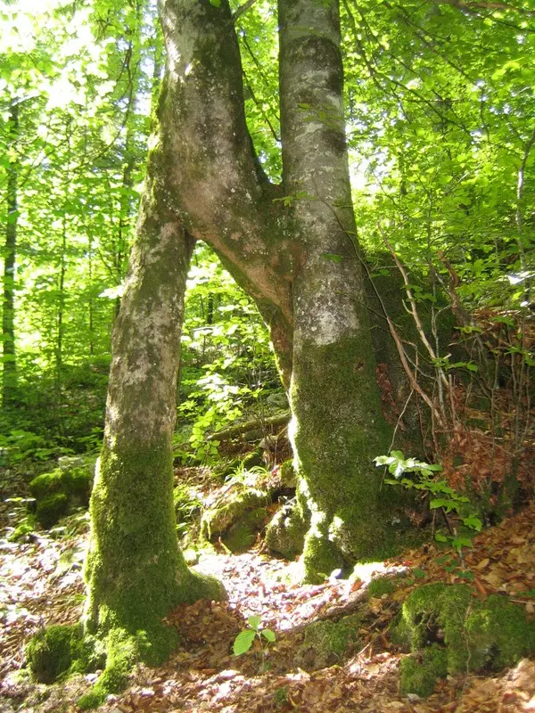 Baum im Wald